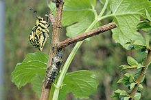 07 Emergence Machaon.jpg