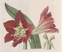 1038 Hippeastrum aulicum.jpg