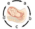 106 Pregnancy-Positive Feedback labeled.jpg