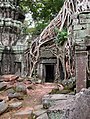 * Nomination: Ta Prohm temple in Siem Reap, Cambodia, was built in the Bayon style largely in the late 12th and early 13th centuries and originally called Rajavihara. Located approximately one kilometer east of Angkor Thom and on the southern edge of the East Baray, it was founded by the Khmer King Jayavarman VII. Unlike most Angkorian temples, Ta Prohm is in much the same condition in which it was found: the photogenic and atmospheric combination of trees growing out of the ruins and the jungle surroundings have made it one of Angkor's most popular temples with visitors. UNESCO inscribed Ta Prohm on the World Heritage List in 1992. --Indies1 15:16, 25 August 2020 (UTC) * Review  Comment Sky is overexposed. Can you fix that? And the description is too long for some. Rodhullandemu 15:23, 25 August 2020 (UTC) the resolution is very low --Augustgeyler 21:21, 25 August 2020 (UTC)