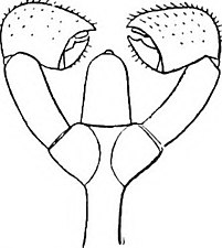 Cordylochele longicollis の頭部、吻と鋏肢