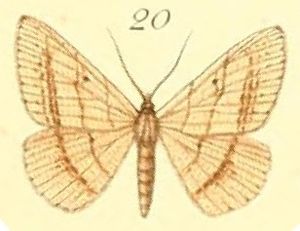 20-Isturgia catalaunaria (Guenée, 1858) (Semiothisa largificaria).JPG