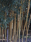 Phyllostachys sulfurea.