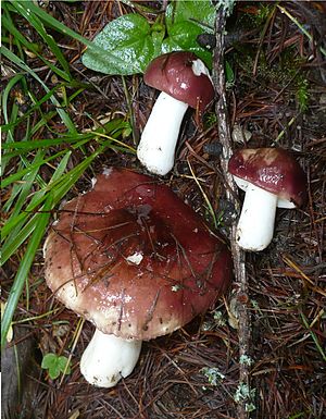 The larch soft-blubber (Russula laricina)