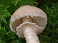 2012-10-14 Cystoderma carcharias 2.jpg