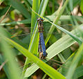 Kleiner Blaupfeil - Orthetrum coerulescens, Paarungsrad