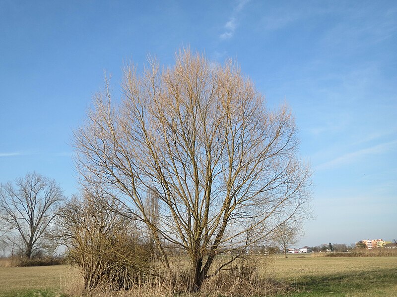 File:20150317Salix alba1.jpg