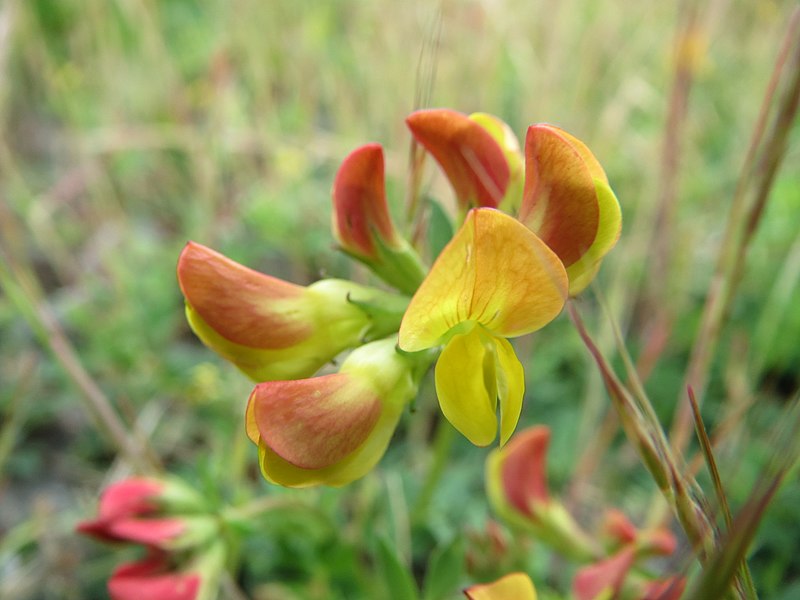 Fájl:20150601Lotus corniculatus3.jpg