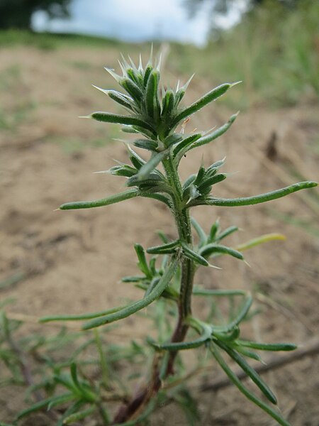 File:20160810Salsola tragus3.jpg