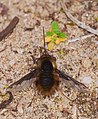 Großer Wollschweber - Bombylius major