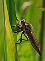 Barbarossa-Fliege - Eutolmus rufibarbis, Weibchen