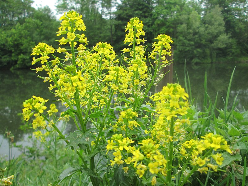 File:20200509Barbarea vulgaris1.jpg