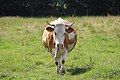 Kuh in Hessen