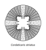 20210520 Cordaticaris striatus oral cone.png