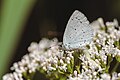 * Nomination A Holly Blue on a flower in the special protection area Ismaninger Speichersee und Fischteiche --FlocciNivis 10:30, 13 May 2023 (UTC) * Promotion These images should be cropped and post-processed before QI --Charlesjsharp 10:46, 13 May 2023 (UTC) Could you please be a bit more specific which post-processing those images are missing in your opinion besides another crop? (They are btw postprocessed...) --FlocciNivis 09:09, 14 May 2023 (UTC) I would reduce highlights --Charlesjsharp 13:43, 14 May 2023 (UTC)  Done different crop and redcuation of the highlights --FlocciNivis 19:31, 16 May 2023 (UTC)  Support Good quality. --Charlesjsharp 09:32, 18 May 2023 (UTC)