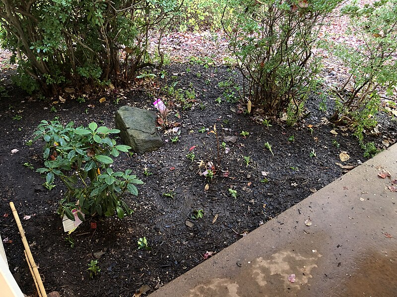 File:2023-10-28 17 05 39 Bed of recently-planted pachysandra cuttings around a house along Aquetong Lane in the Mountainview section of Ewing Township, Mercer County, New Jersey.jpg