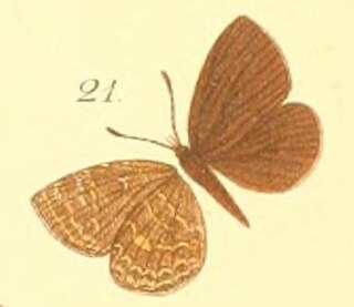 <i>Epitolina dispar</i> Species of butterfly