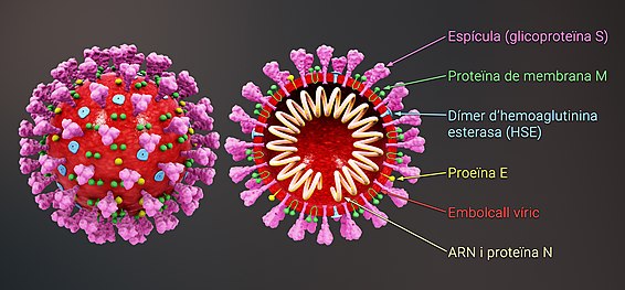 Estructura tridimensional del virus i els seus components.