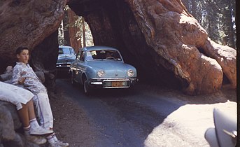 The outgoing side of the Wawona Tunnel Tree, September, 1962
