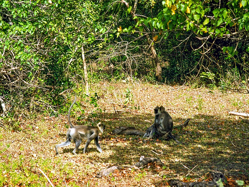 File:664 Yala monkeys, June 83 (52614532744).jpg