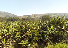 A Banana Plantation along Kabale-Mbarara Highway