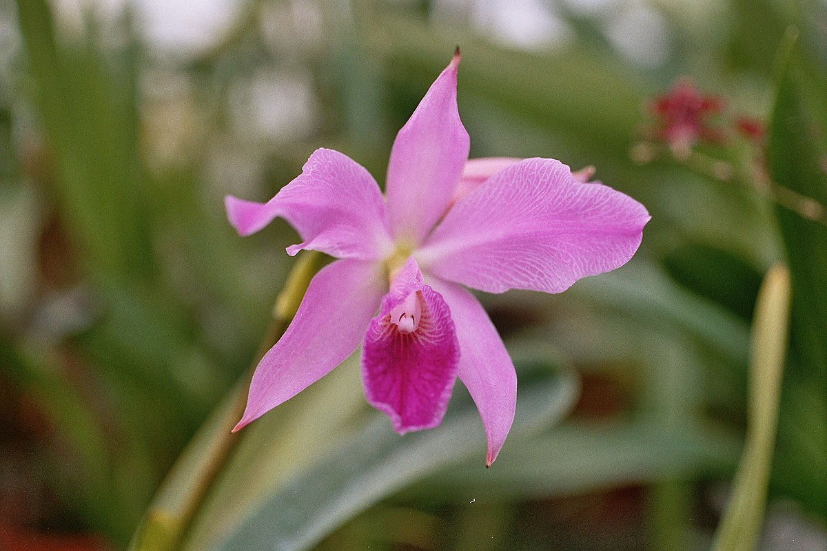 Tập tin:A and B Larsen orchids - Cattleya labiata 1067-11.jpg – Wikipedia  tiếng Việt