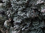 A lichen - Bunodophoron melanocarpum - geograph.org.uk - 1420704.jpg
