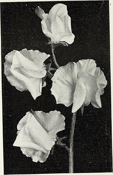 File:A short list of flower seeds for florists that should be sown early - January 1911 (1911) (14779661964).jpg