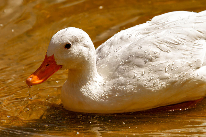 File:A white duck and water droplets.jpg