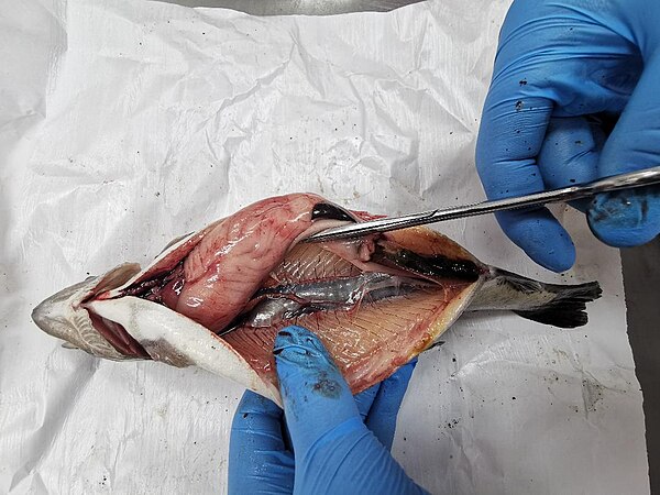 Abdominal cavity of a rainbow trout (Oncorhynchus mykiss). Photo by Dijana Blazekovic