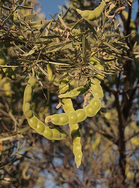 File:Acacia cuthbertsonii legumes.jpg