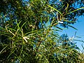 Acacia floribunda inflorescences 7th Brigade Park Chermside, Queensland.