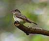 Acadian Flycatcher.jpg