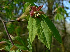 Vine Maple (Acer circinatum)