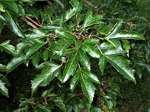 Foliage in summer