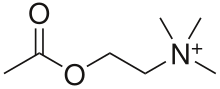 Acetylcholine - the natural agonist of muscarinic and nicotinic receptors. Acetylcholine.svg