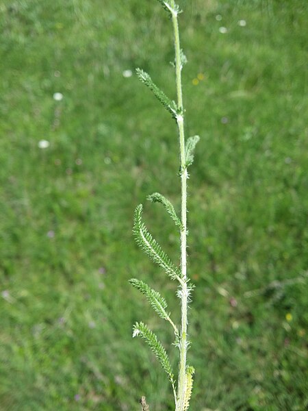 File:Achillea setacea sl10.jpg