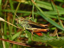 Stenobothrus rubicundulus