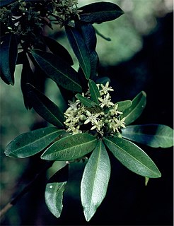 <i>Acronychia suberosa</i> Species of tree