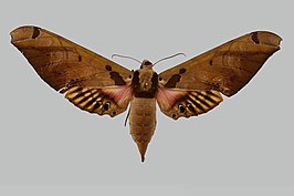 Adhemarius sexoculata