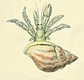 Adolphe Millot crustaces-fig18-Bernard.jpg