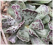 Adromischus cooperii.