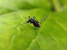 A closeup of a black and white Aedes aegypti mosquito on a green leaf