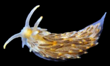 Aeolidiella alderi 2.png