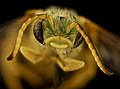 Agapostemon nasutus, m, face, Bagaces, Costa Rica 2018-08-10-11.35.03 ZS PMax UDR (46561719884).jpg