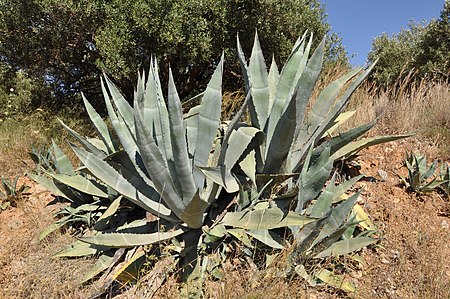 Tập_tin:Agave_americana_R01.jpg