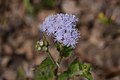 * Nomination Ageratum conyzoides at Ranjit Sagar Lake near Pathankot. --Satdeep Gill 14:41, 14 March 2022 (UTC) * Decline  Oppose Sorry: insufficient DoF (the back part of the flower is blurred) --F. Riedelio 11:17, 18 March 2022 (UTC)