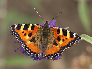 Babočka kopřivová (Aglais urticae) je motýl z rodu baboček, pojmenovaný po živné rostlině housenek – kopřivě dvoudomé