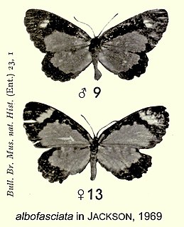 <i>Telipna albofasciata</i> Species of butterfly