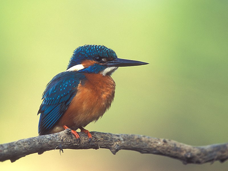 File:Alcedo atthis 1 (Lukasz Lukasik).jpg